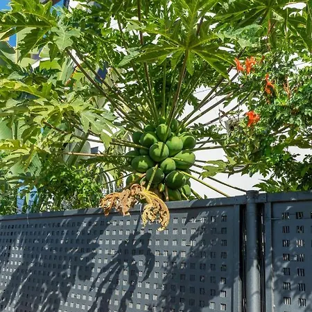Apartment Medano4you The Strelitzia Terrace El Medano (Tenerife)