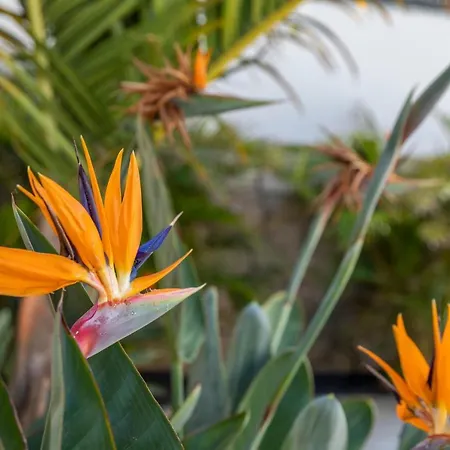 Apartment Medano4you The Strelitzia Terrace