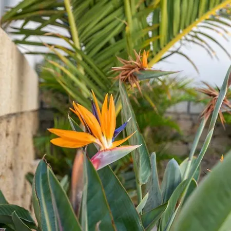 Medano4you The Strelitzia Terrace Apartamento El Médano