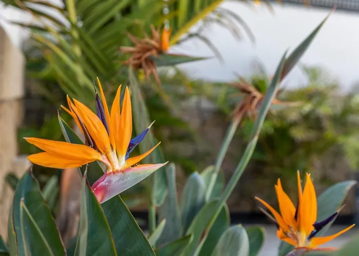 아파트 Medano4you The Strelitzia Terrace